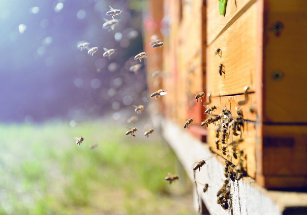 Rizik od kolapsa: Pčele pod pritiskom zbog toplijih jesenjih sezona