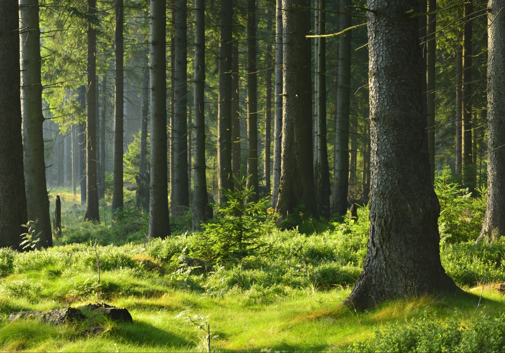 Zašto obnova šuma zahteva stogodišnju viziju?