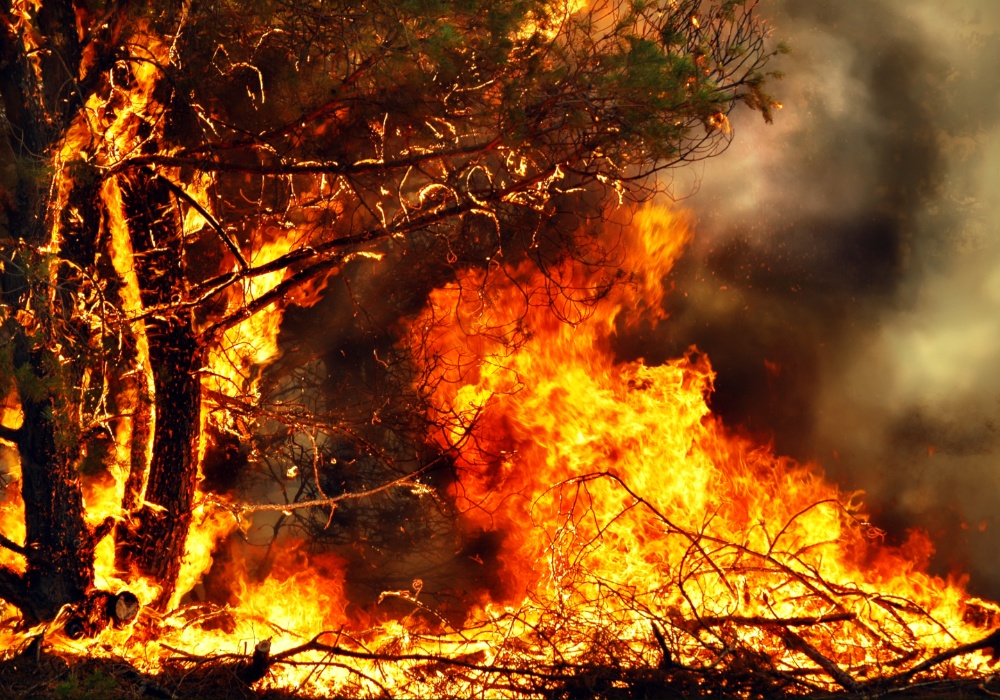Evolucija životinja usled porasta požara: Prilagođavanje ekstremnim uslovima