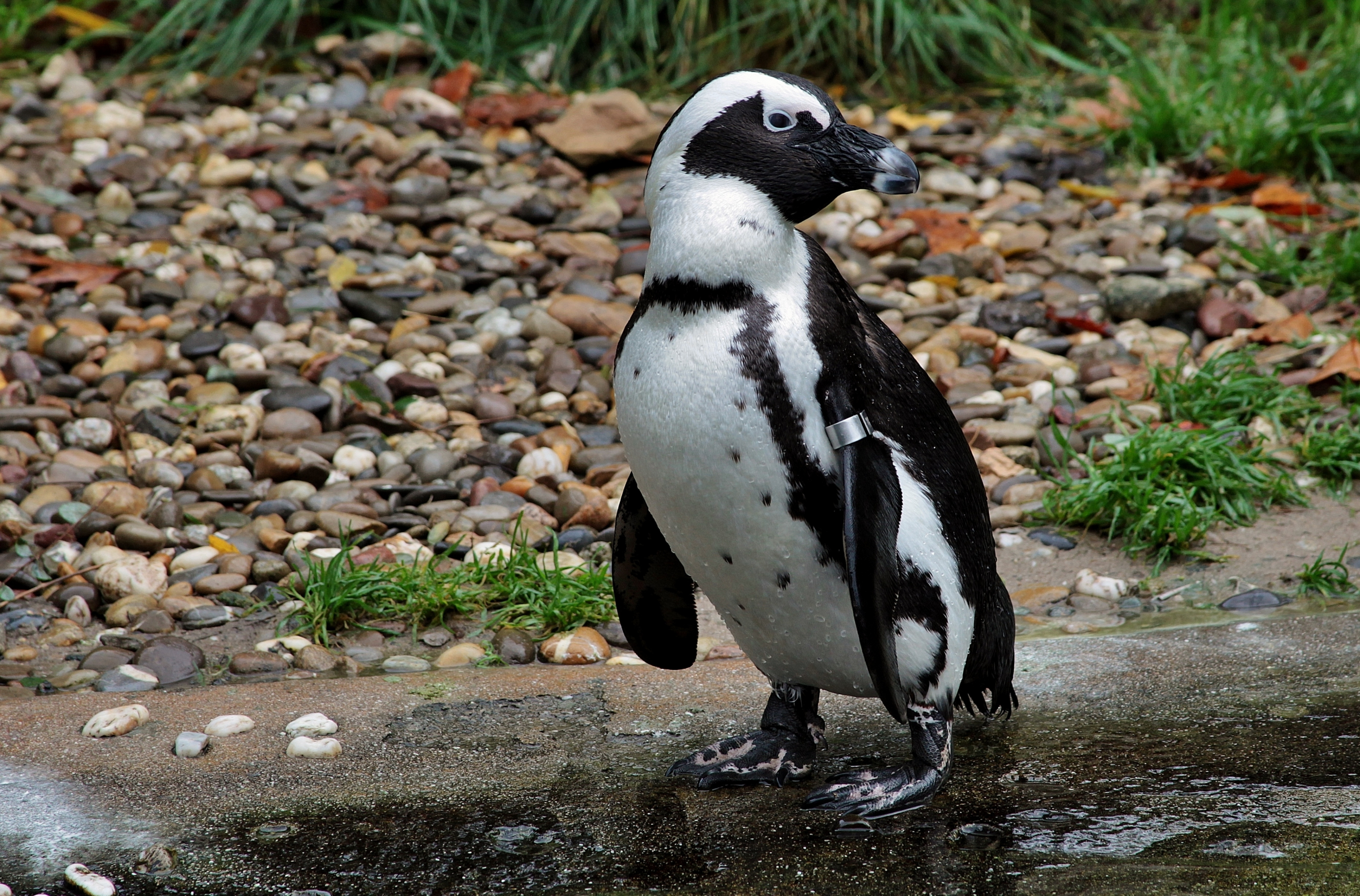 Da li biste želeli da usvojite jaje afričkog pingvina? Preti im izumiranje do 2035. godine