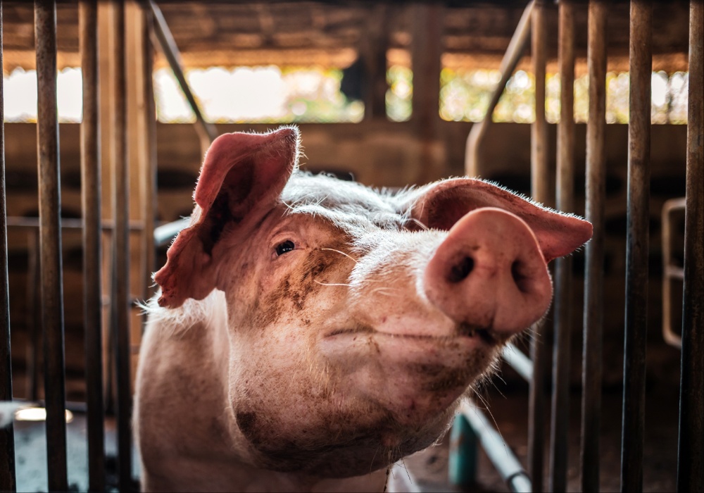 Danski proizvođač svinjetine priznaje lažne tvrdnje o "svinjama pod kontrolom klime"