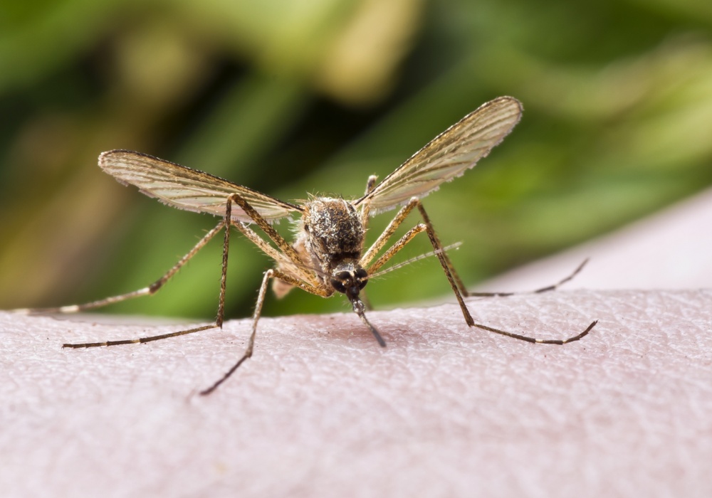 Pionirska studija otkriva: kako klimatske promene utiču na prenos malarije?