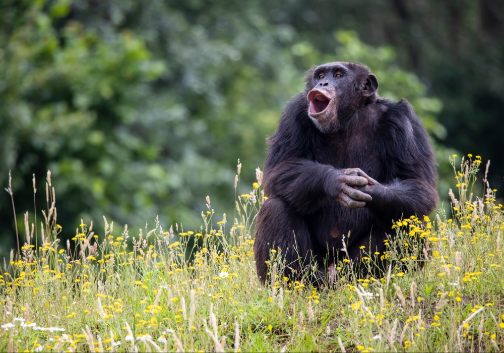 Opasnost za velike majmune: Afrički rudarski procvat ugrožava biodiverzitet