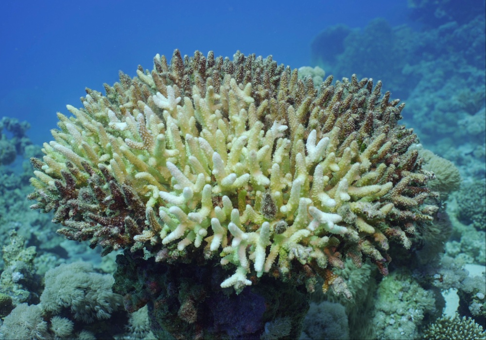 Veliki koralni greben suočava se sa najgorim izbeljivanjem u poslednjih 30 godina