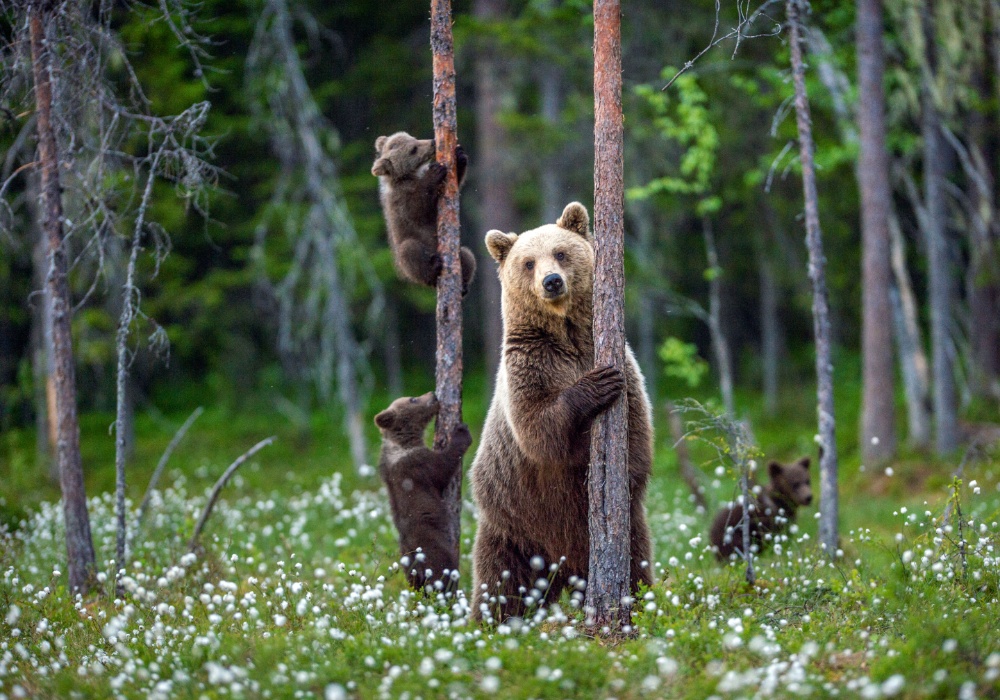 Medvedi bez granica: Izgradnja mostova između čoveka i divljine