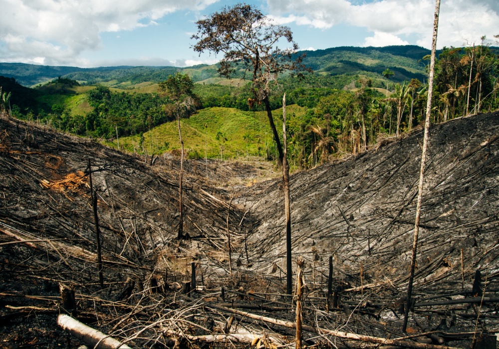 Borba za šume: Brazil i Kolumbija predvode put ka manjem krčenju šuma