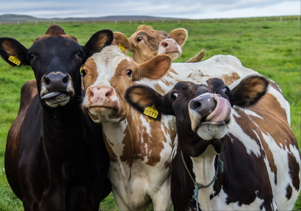 Kada krivimo krave za klimatske promene, naftni direktori imaju razlog za smeh