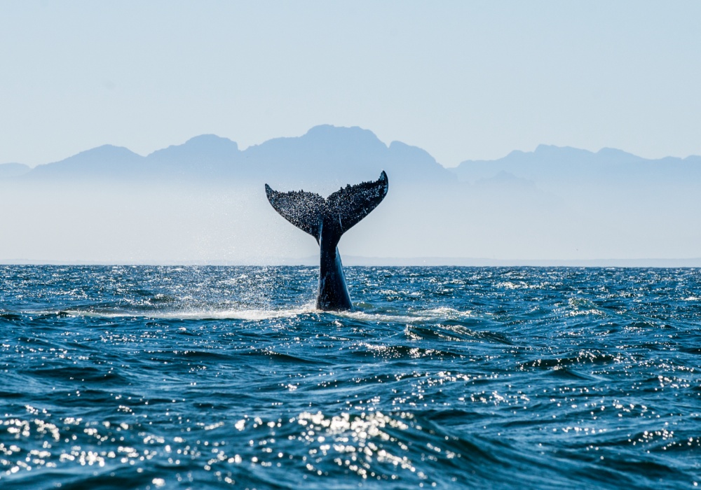 Očuvanje baštine: Kitovi proglašeni pravnim licima radi zaštite ekosistema