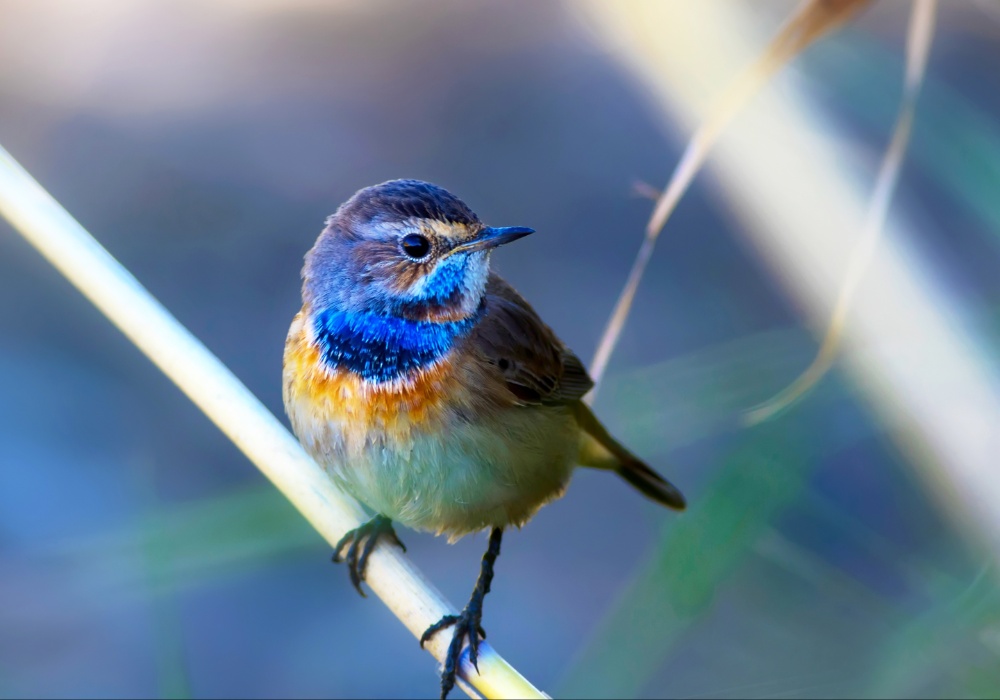 Ptice i tehnologija: Kako veštačka inteligencija pomaže u očuvanju ptica?