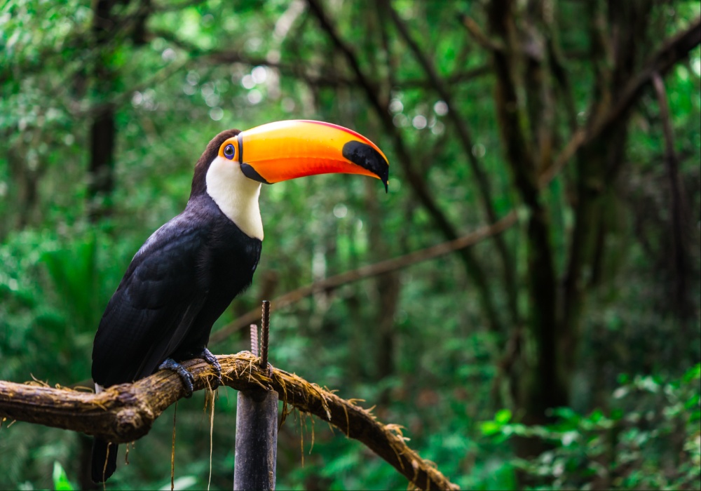Očuvanje bioraznolikosti: zašto su ptice voćari ključne za tropske šume?