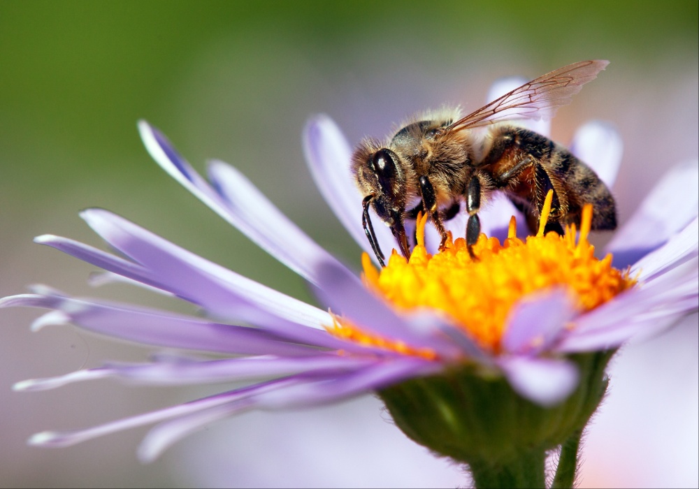 Savez pčelara i voćara: Neraskidiva veza u borbi sa klimatskim promenama
