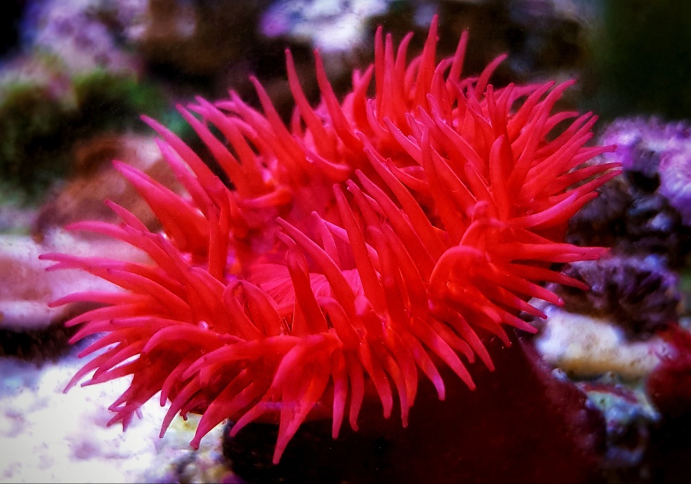 Otkriće: Stidljive morske anemone otpornije na ekstremne temperature
