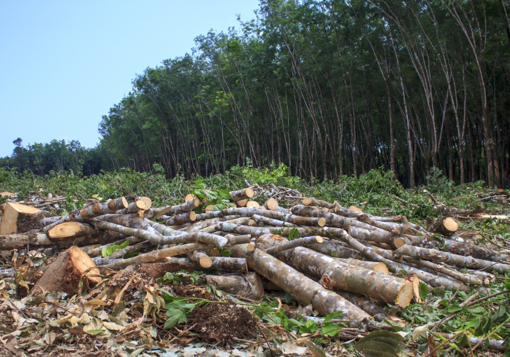 EU pred izazovom: Čuvanje "zelenog dragulja" usred pretnje krčenja šuma