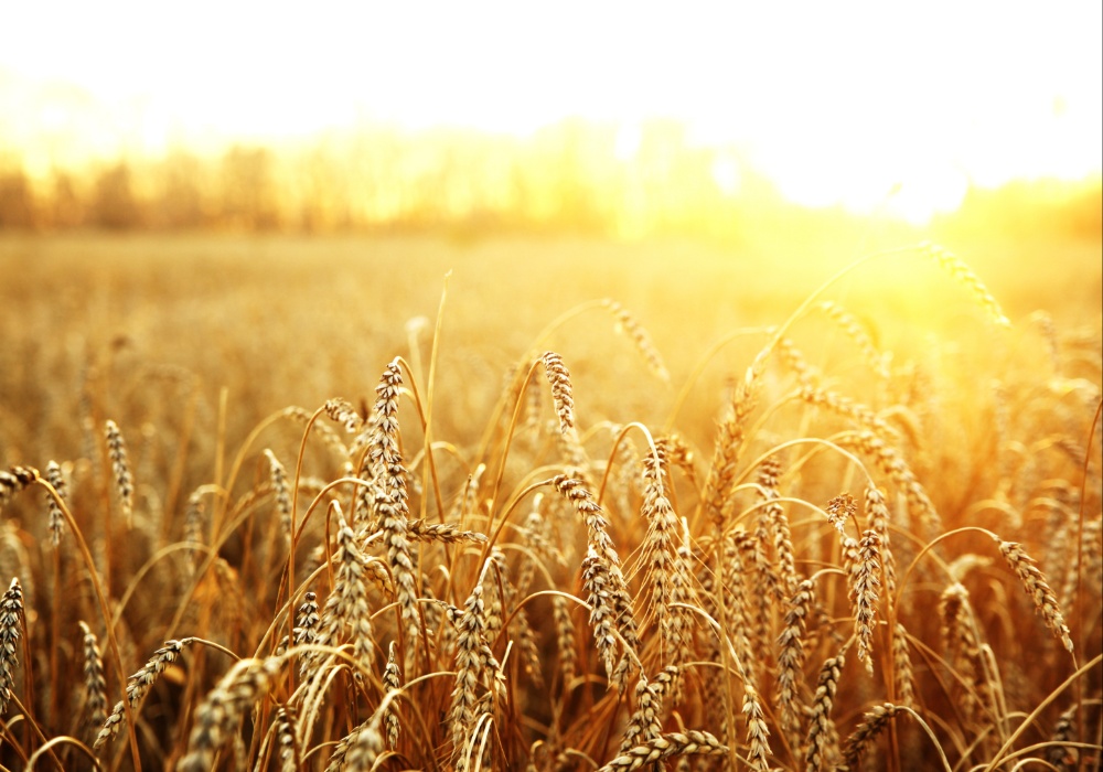 Izazovi u proizvodnji pšenice: Glodari, bolesti i suša