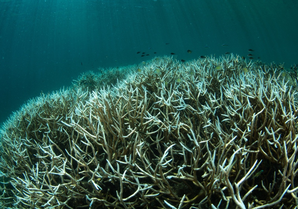Koralni grebeni na rubu propasti zbog ekstremnih okeanskih temperatura
