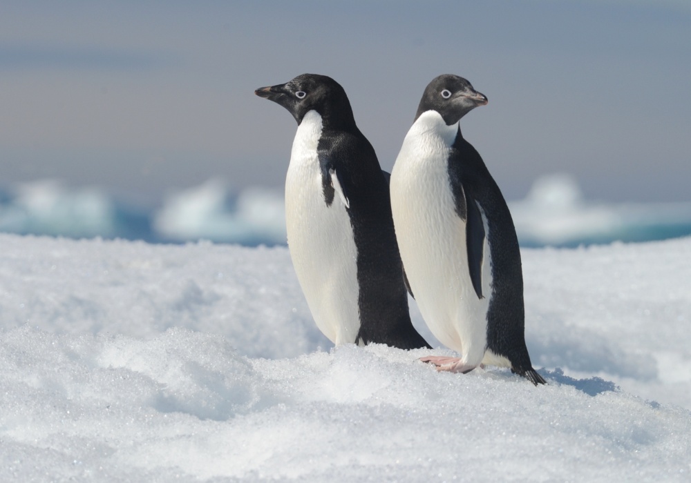 Antarktička divljina u opasnosti: Ozoonska rupa izaziva "opekotine od sunca" kod životinja