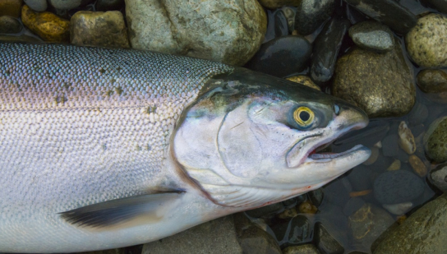 Zapanjujući pad: Broj riba na američkoj listi prekomernog ribolova opao u 2023. godini