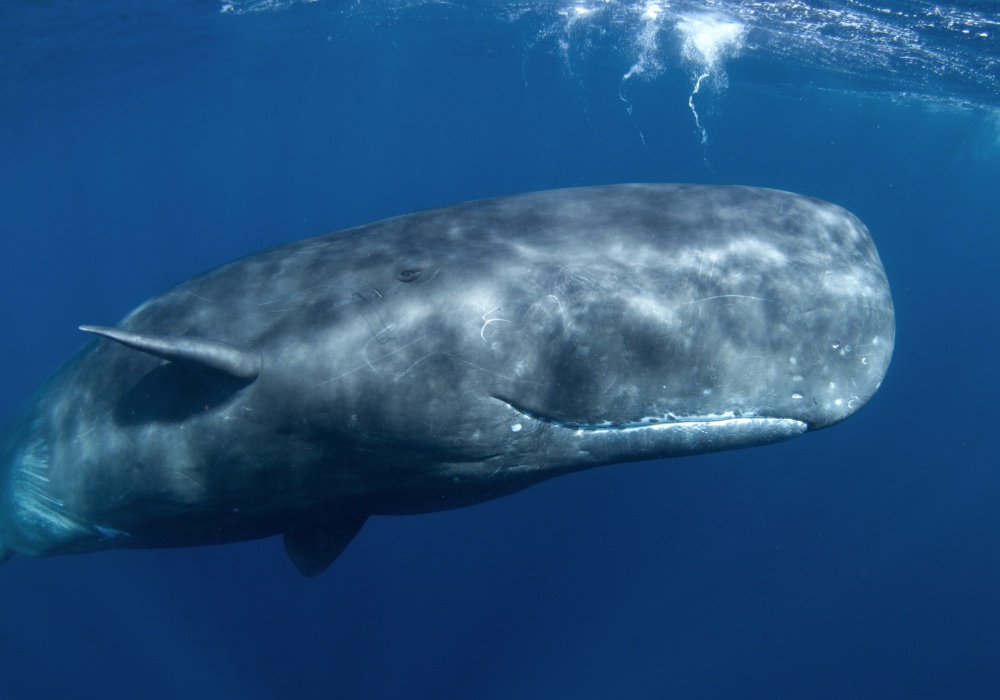 Revolucionarno: Prvi koraci u razumevanju jezika kitova
