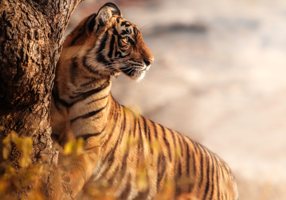 NASA: Saveznik u zaštiti divljih tigrova, jaguara i slonova