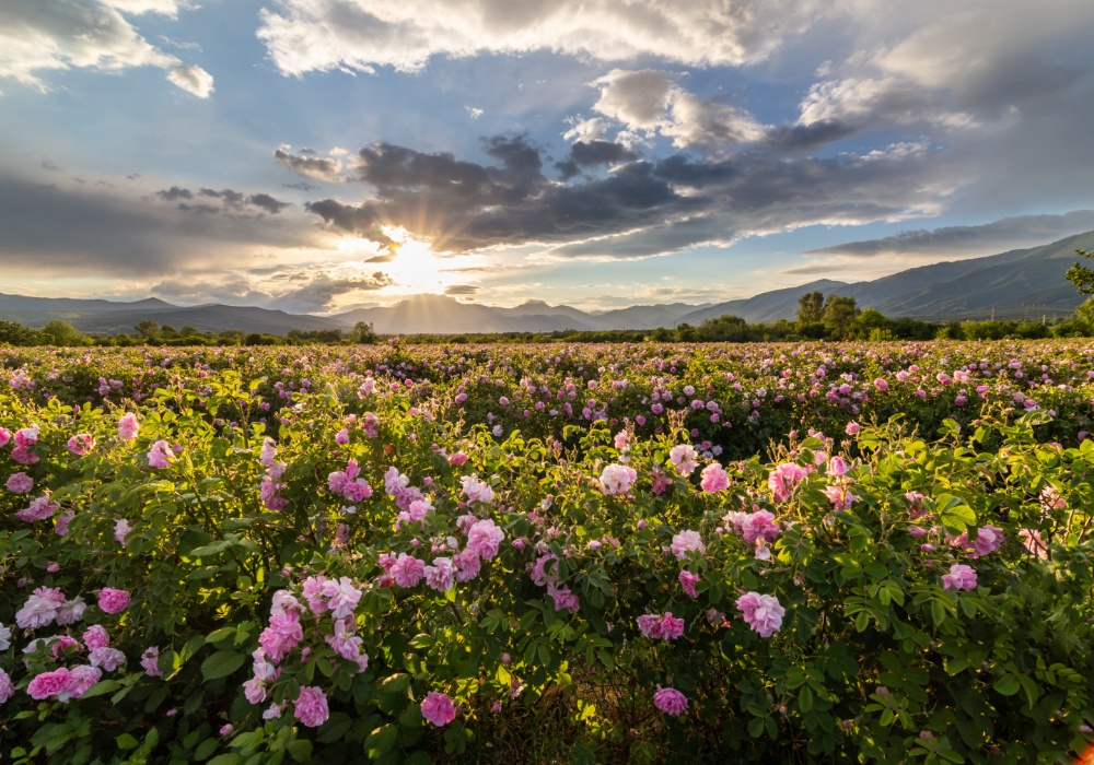 Klimatske promene ubrzavaju cvetanje ruža u Bugarskoj