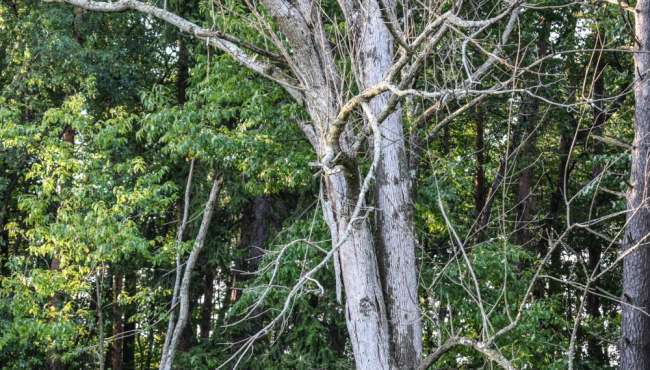 Otpornost preživelih stabala jasena: Nada za budućnost šuma