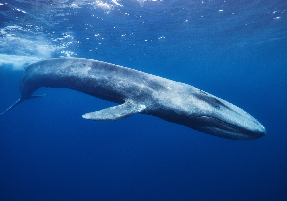 Iz dubina dolazi ohrabrujuća pesma: Plavi kitovi ponovo na Antarktiku