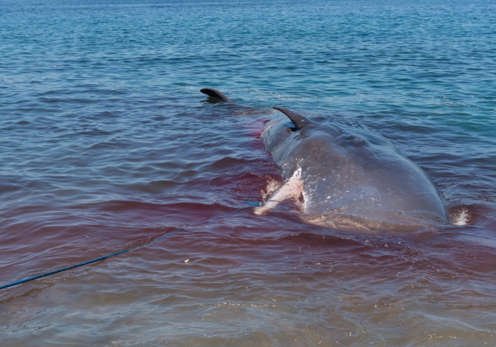 Krvavi pohod: Početak kontroverznog lova na kitove na Farskim ostrvima