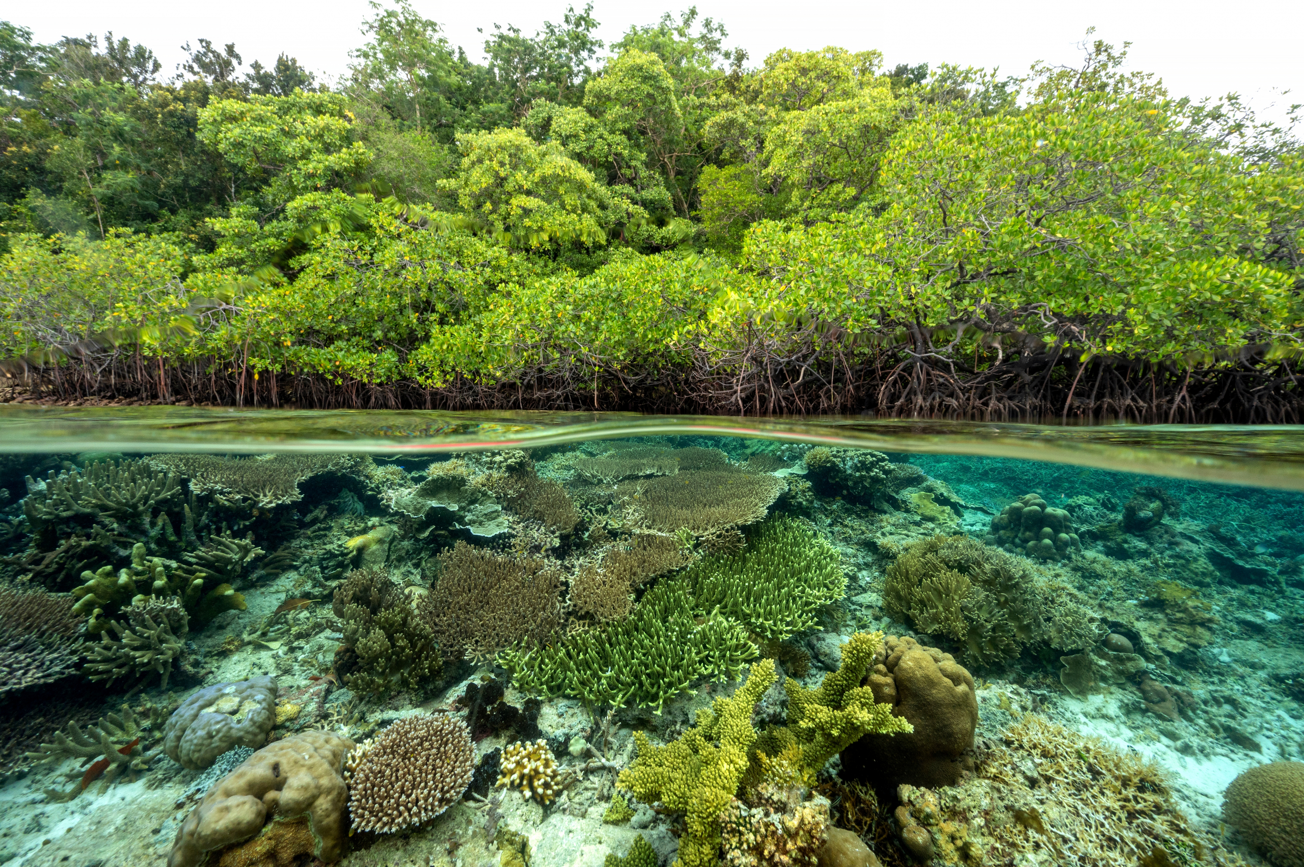 Priroda uzvraća udarac: Mangrove se oporavljaju brže nego što su naučnici očekivali