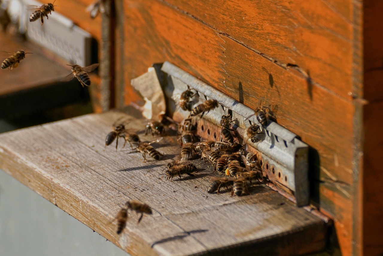 Prijave za subvencije za pčelarstvo od danas do 5. jula