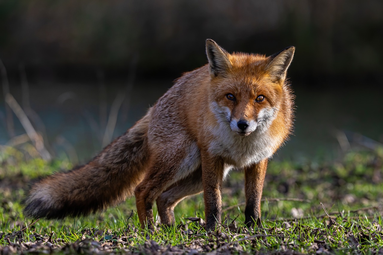 Počela oralna vakcinacije lisica i drugih divljih mesojeda protiv besnila