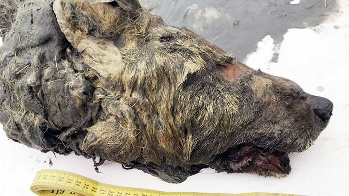 Ruski naučnici proučavaju ostatke vuka zamrznutog pre 44 hiljade godina