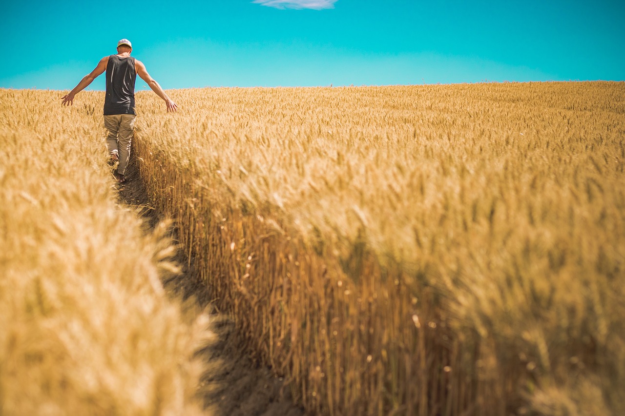 PORANILA: Pšenica prevremeno rodila - evo kako se to odrazilo na kvalitet i prinos