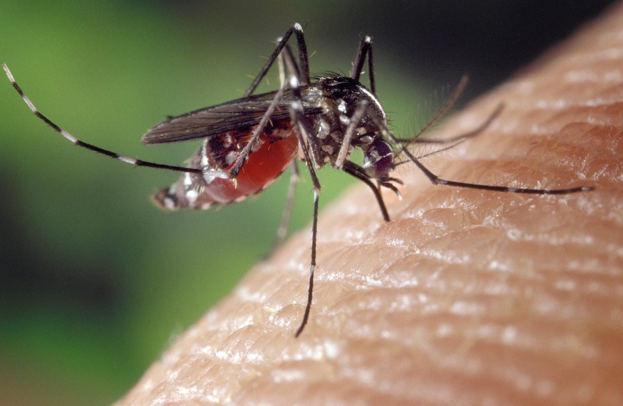 Opasni komarci haraju Evropom: Slučajevi denga groznice rastu s temperaturama