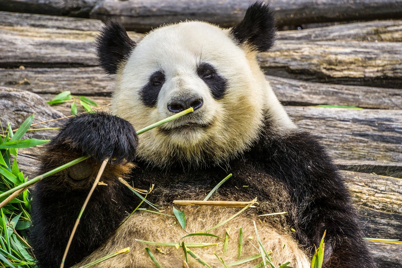 Broj džinovskih pandi u Kini porastao na skoro 1.900