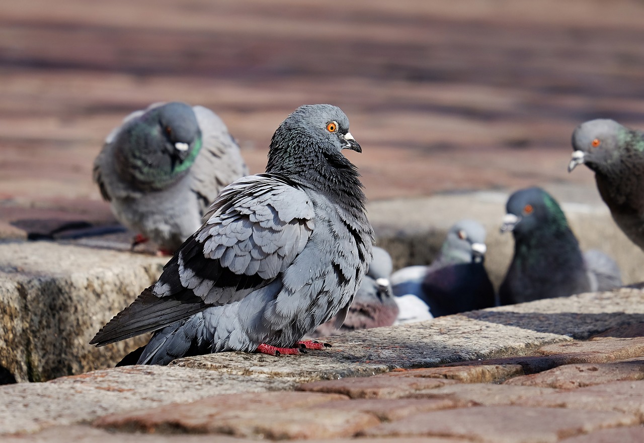 Nemački grad glasao za istrebljenje golubova: Aktivisti za prava životinja šokirani