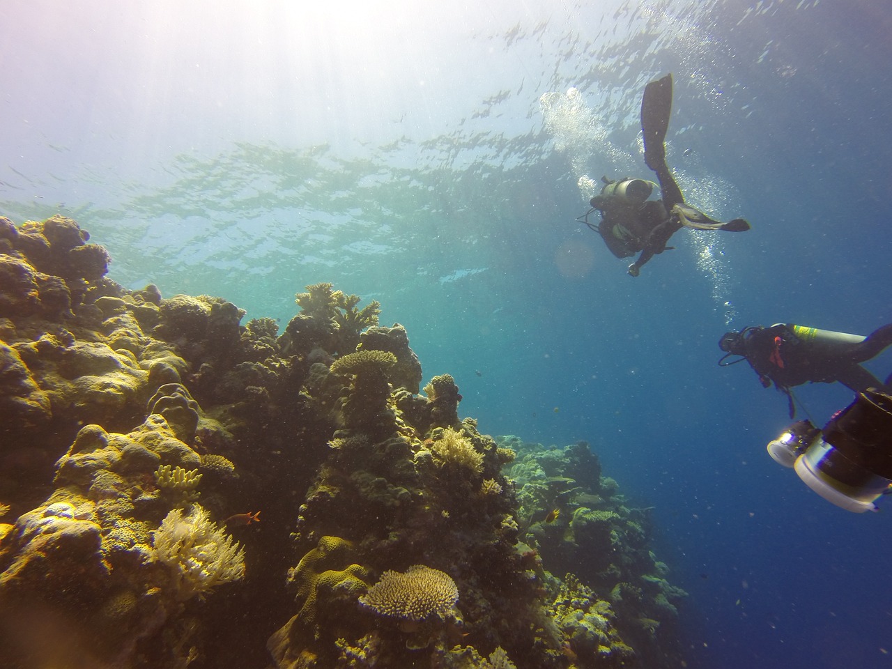 NEĆE DA KAŽU GDE SE TAČNO NALAZI: Istraživači pronašli koralni greben neoštećen globalnim zagrevanjem