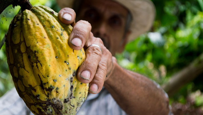 Gana kasni sa isporukom kakaoa: Trgovci beleže gubitke od najmanje milijardu dolara
