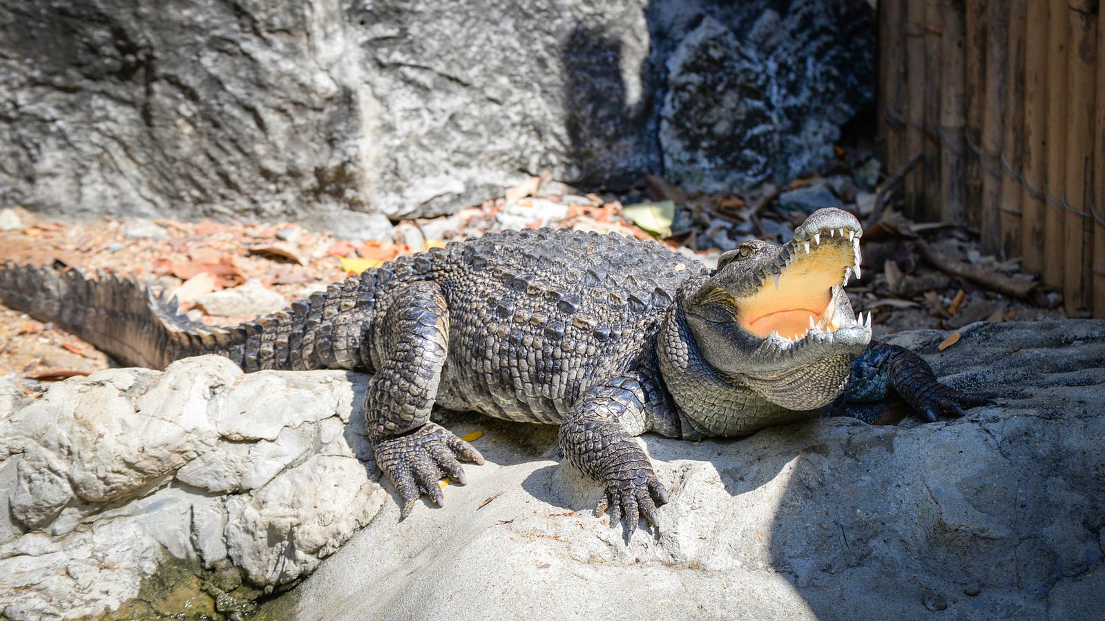 Skoro izumrli krokodili vratili se u Kambodžu