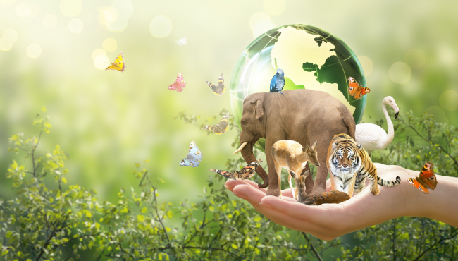 UN-ov SPORAZUM O BIORAZNOLIKOSTI STUPIO NA SNAGU: Cilj zaštita 30 odsto okeana do 2030. godine