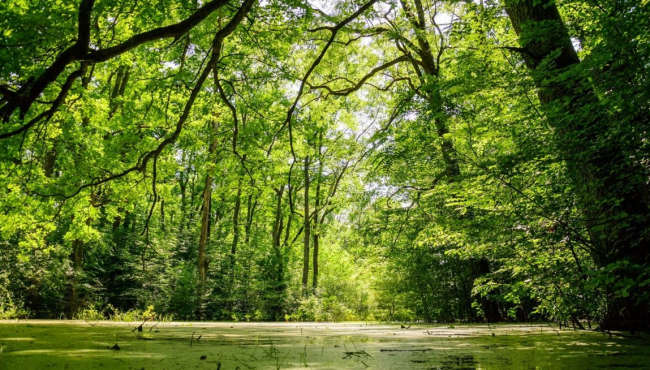 Bosutske šume pod zaštitom: Srbija dobila novo prirodno blago od izuzetnog značaja